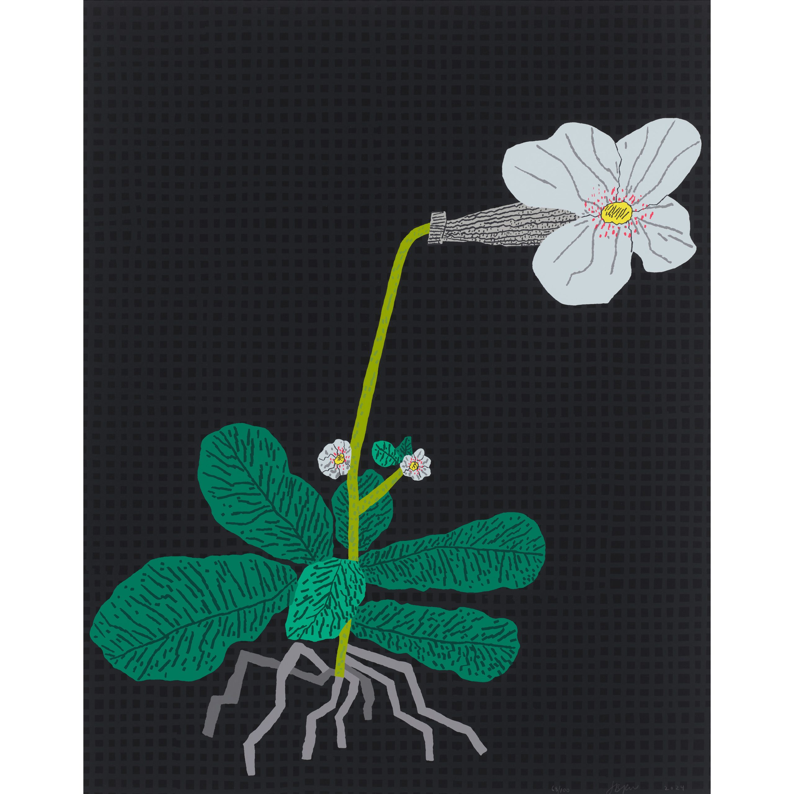 JonasWood_2024_White_Flower_with_Grid_ed68-1x1-1-scaled